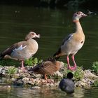 Großlibelle kurz vor dem "Landeplatz"