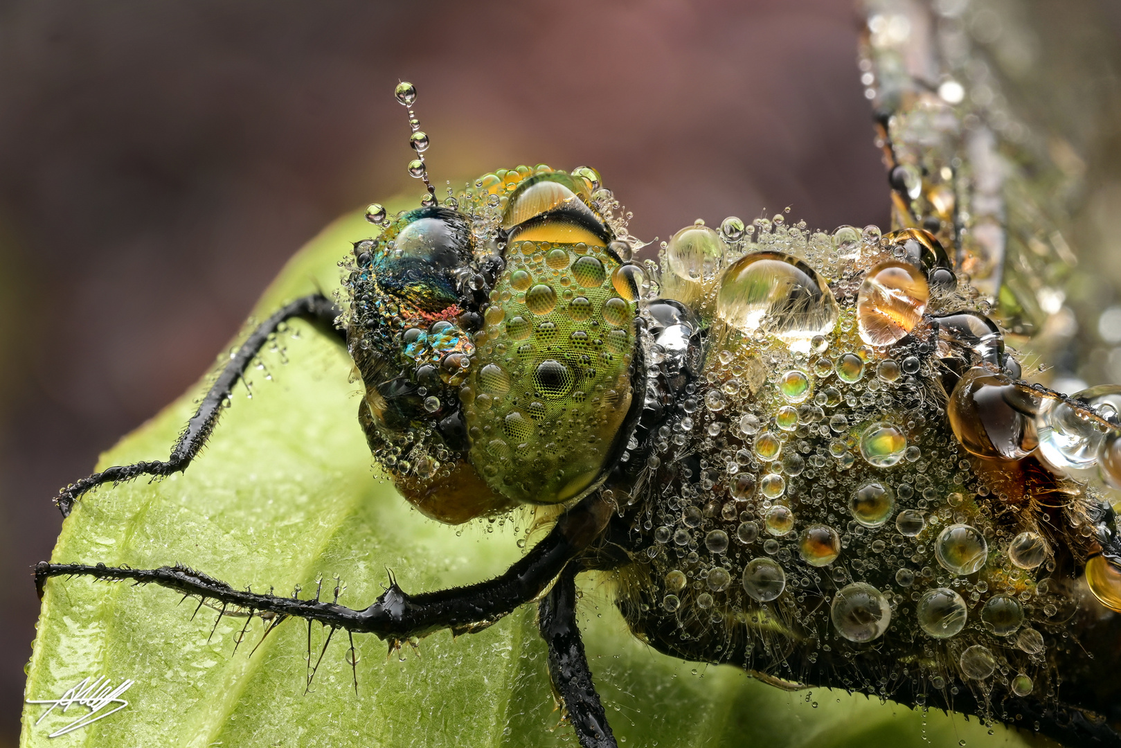 Großlibelle mit Tautropfen