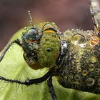 Großlibelle mit Tautropfen