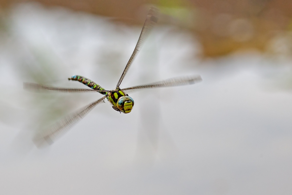 Großlibelle überm Teich Foto & Bild tiere, wildlife, libellen Bilder