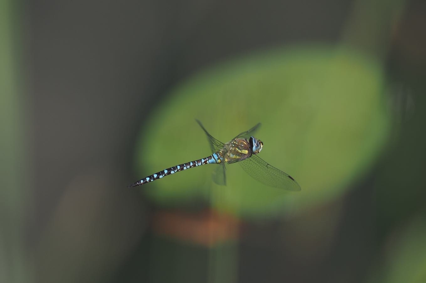 Großlibelle vor Seerosenblatt