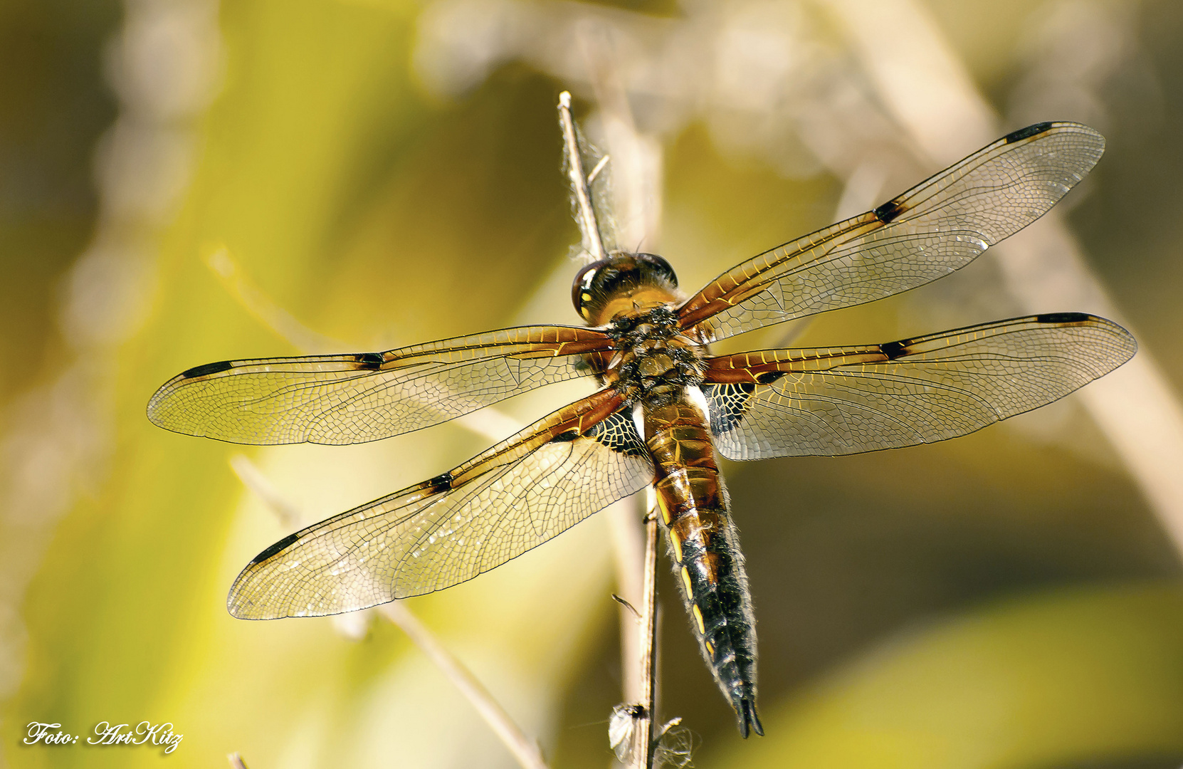 Großlibellen – Anisoptera