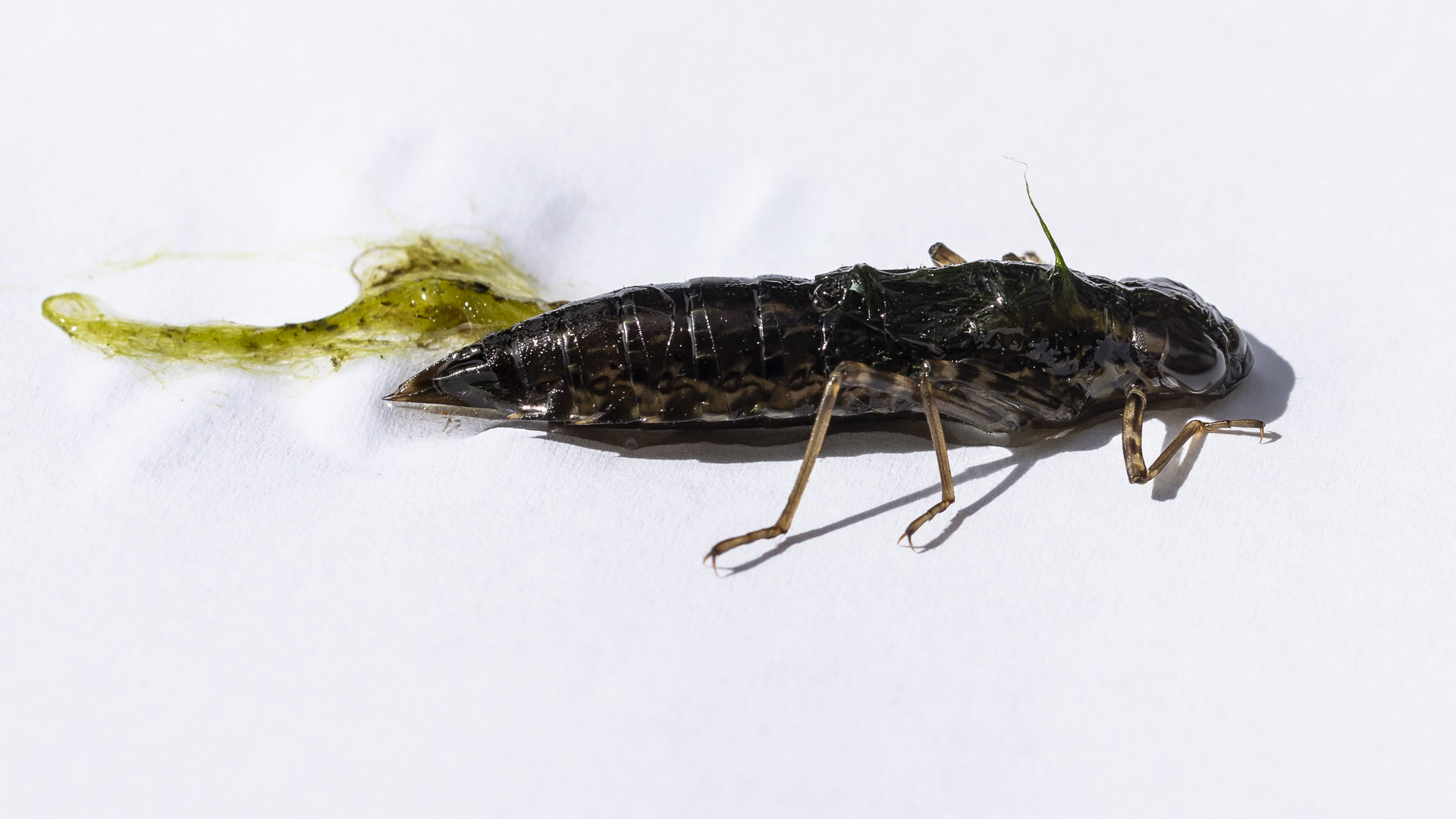 Großlibellenlarve 1 Foto & Bild teich, natur, insekten Bilder auf