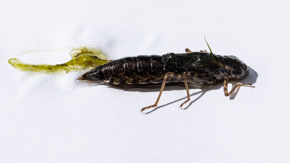 Großlibellenlarve 1 Foto & Bild teich, natur, insekten Bilder auf