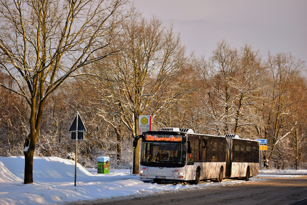 Großlöwe in Tarnung