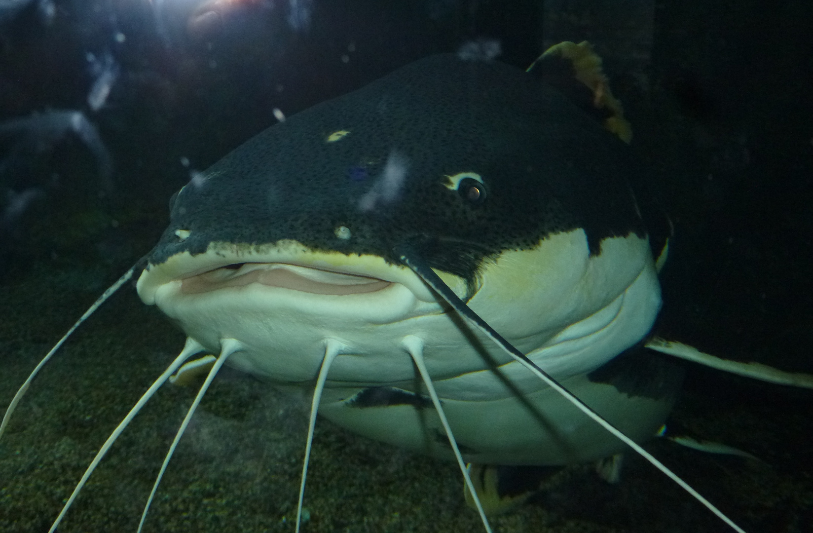 Grossmaul im Aquarium in Tampere, Finnland