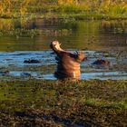 Großmaul im Chobe NP