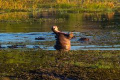 Großmaul im Chobe NP