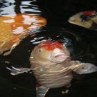 Grossmaul Koi