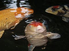 Grossmaul Koi