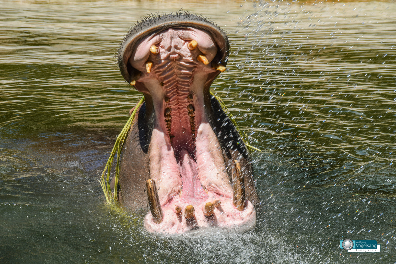 Großmaul....Dusche