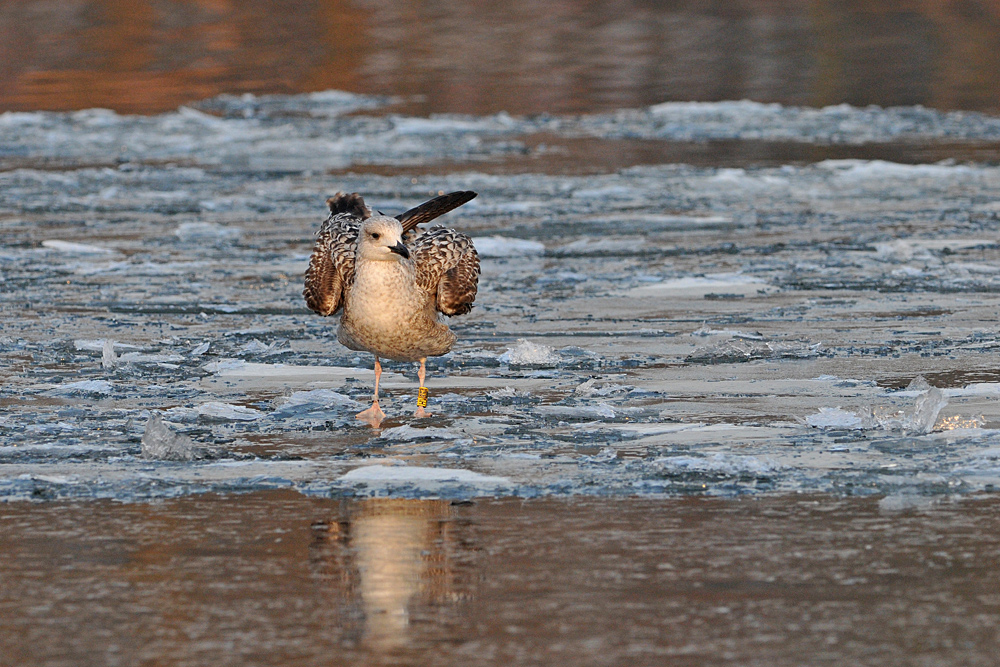 Großmöwen – Eisschollen – Vorbeifahrt