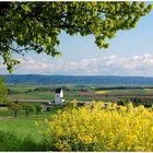 Großmugl im Frühling