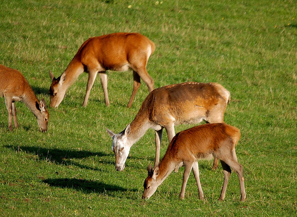 Großmutter, Mutter und Enkel