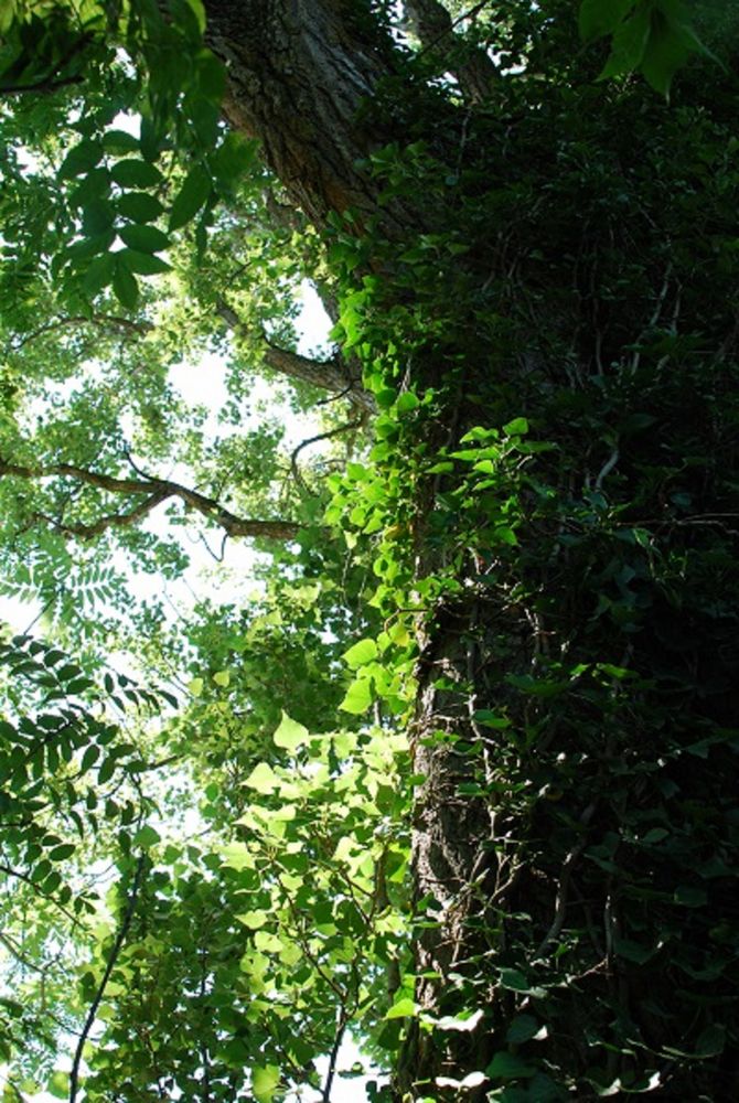 Grossmutter Pappel als Landschaftswächterin