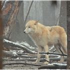 Großmutter, warum hast du denn so große Ohren...at the Zoo