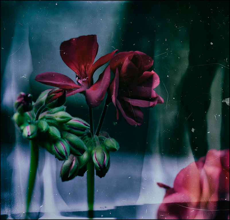 großmutterblume mit chic, oder besser mit  :  analog efex pro 2