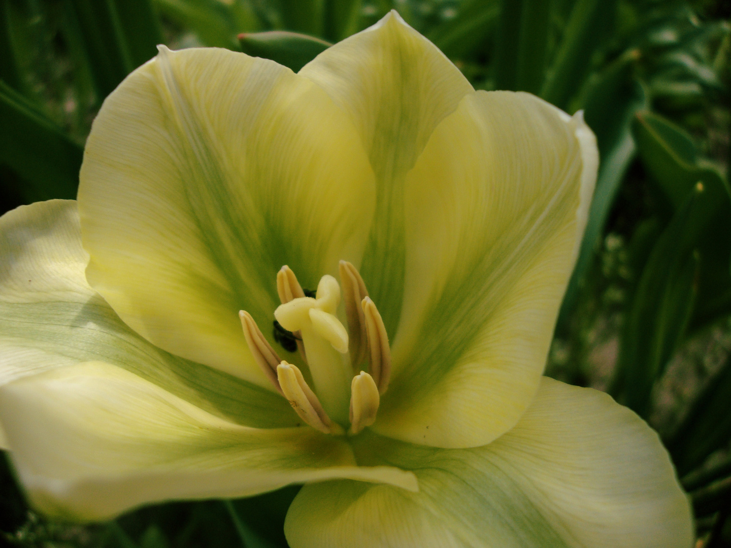 Großmutters Blumen