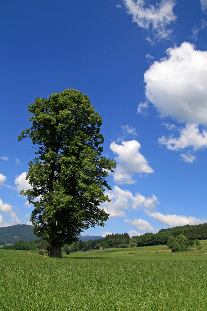 Großpflanze