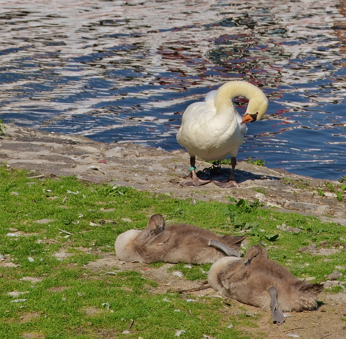 Großputz an der Alster