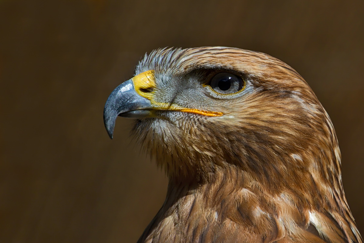 Großschnabelbussard? Adlerbussard?