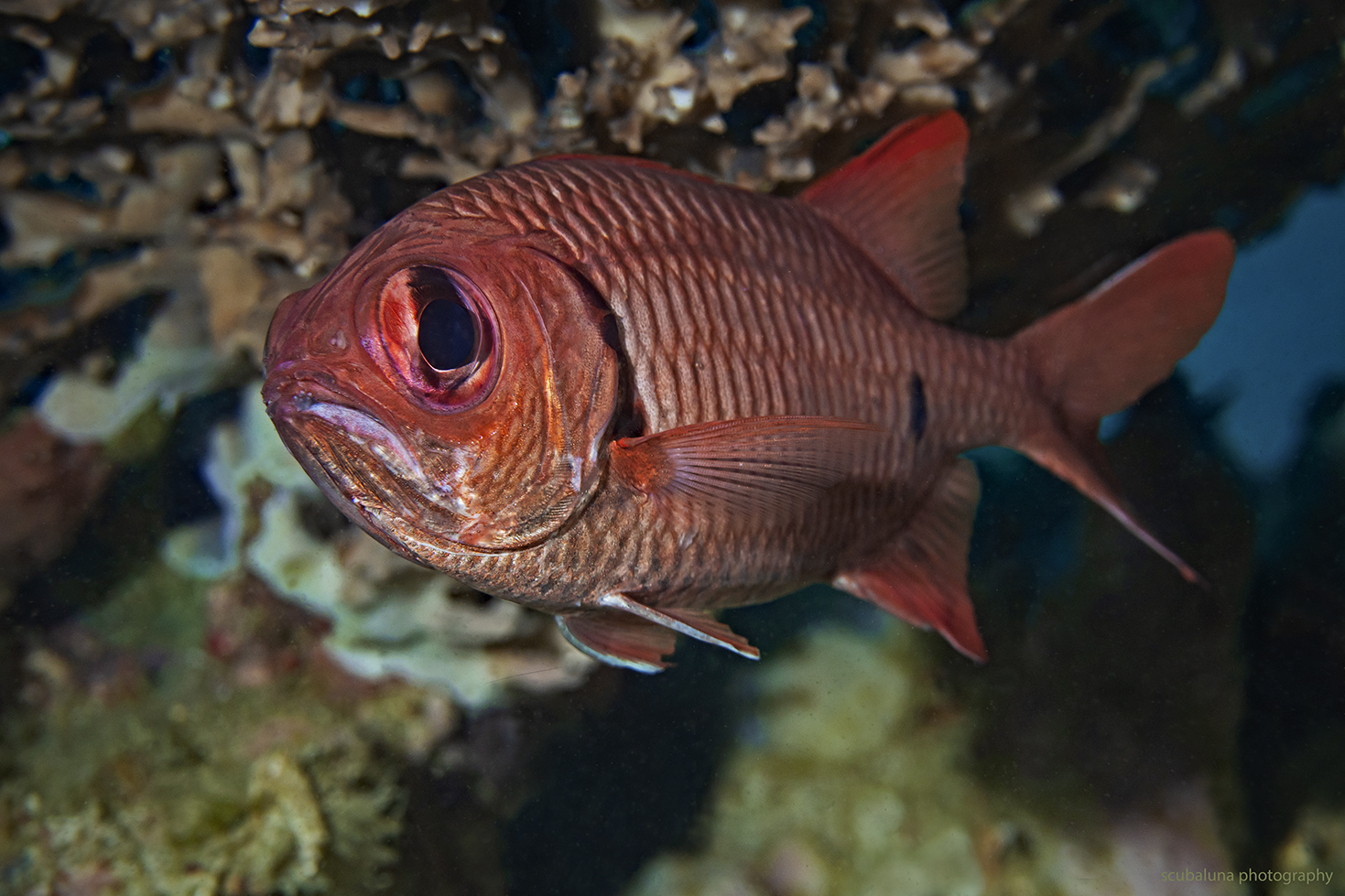 Grossschuppen-Soldatenfisch