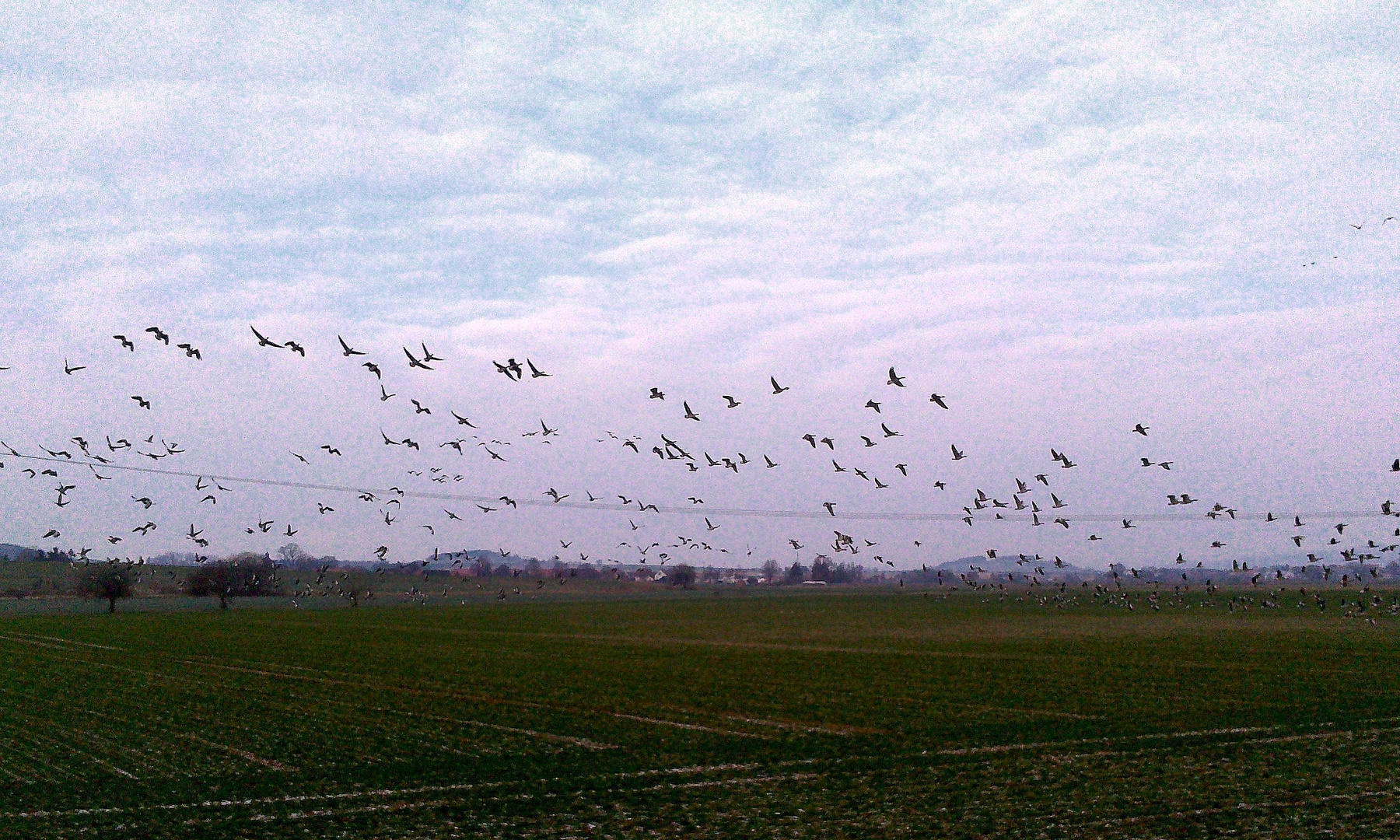 Großschwarm Graugänse im Leinepolder.