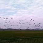 Großschwarm Graugänse im Leinepolder.