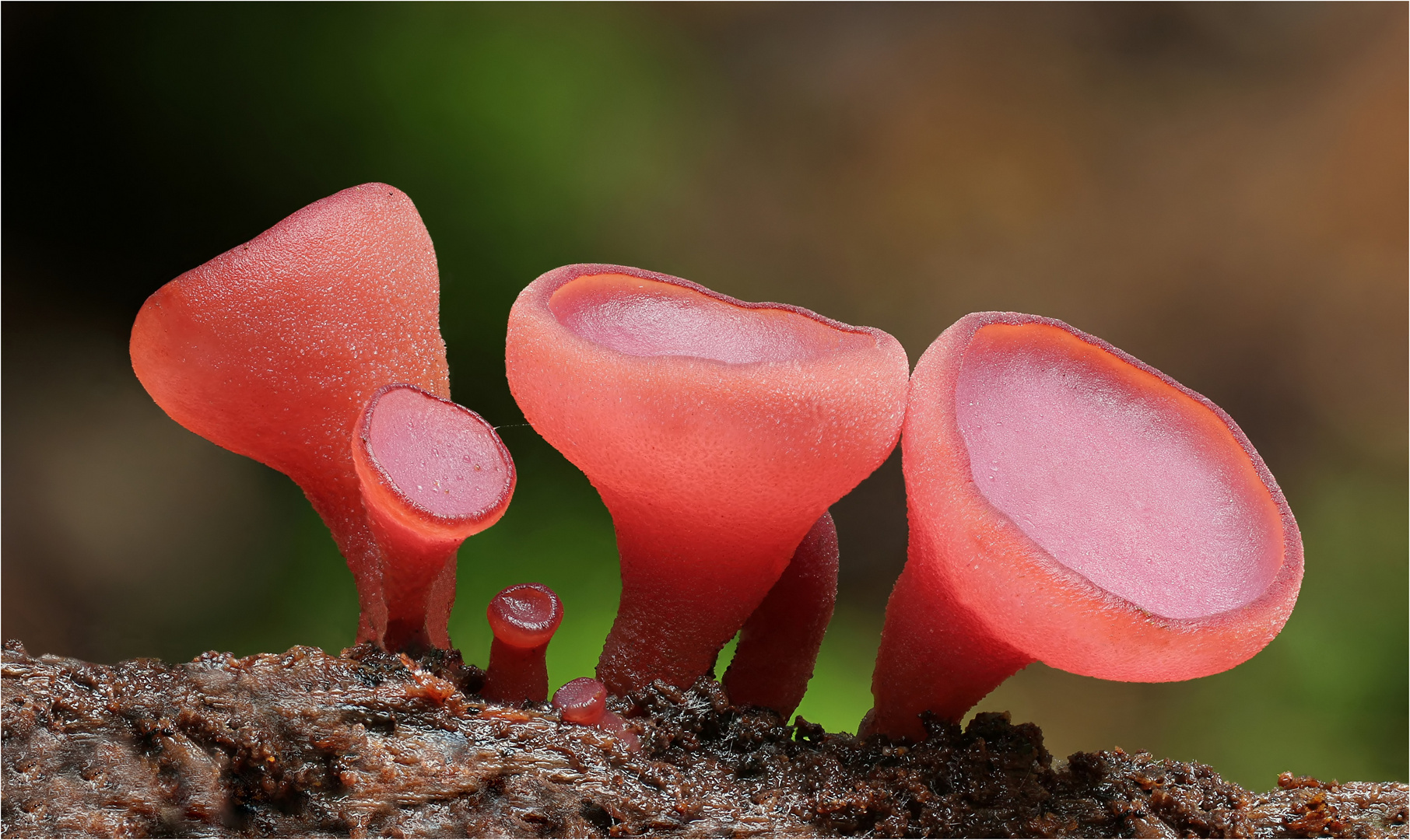 Großsporiger Gallertbecher (Ascocoryne cylichnium)