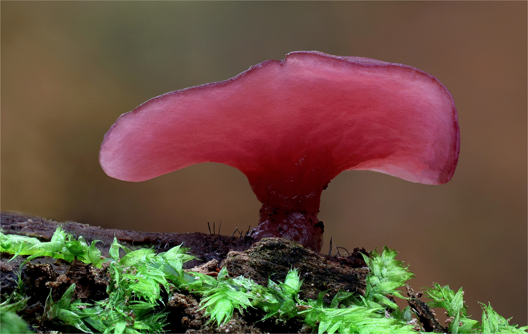 Großsporiger Gallertbecher (Ascocoryne cylichnium)