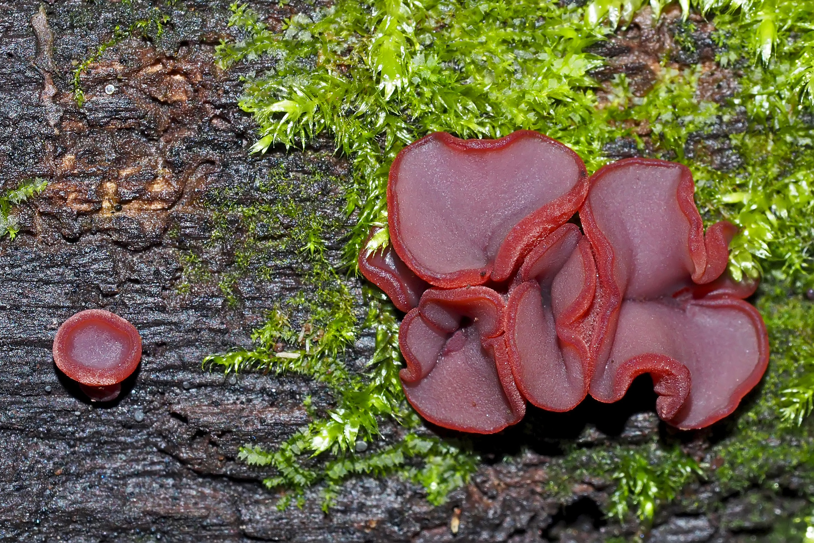  Grosssporiger Gallertbecher (Ascocoryne cylichnium) * - Des mini champignons...