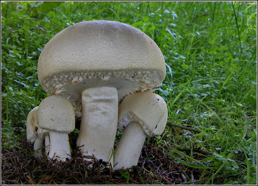 Grosssporiger Riesenchampignon - Agaricus urinascens