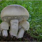 Grosssporiger Riesenchampignon - Agaricus urinascens