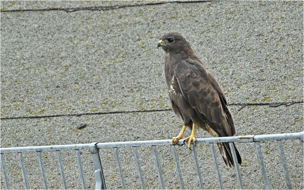 Großstadt - Bussard