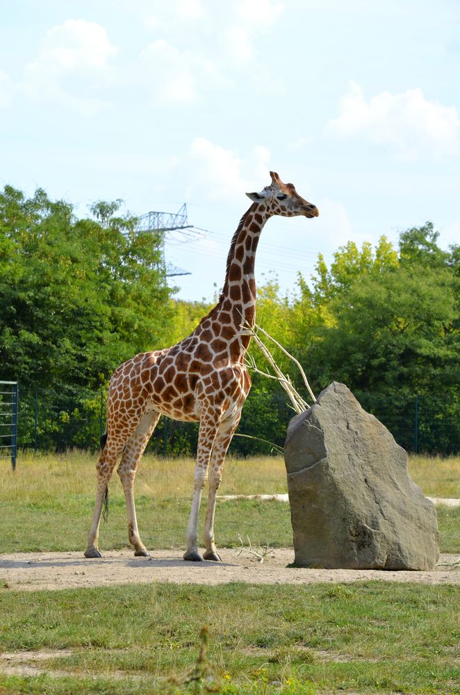 Großstadt-Giraffe