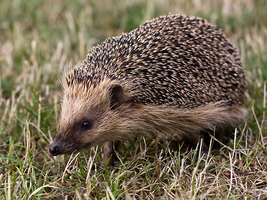 Großstadt Igel