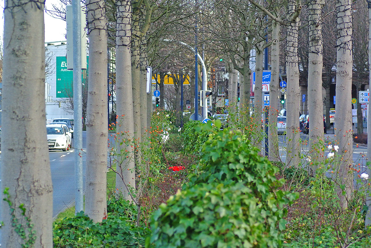 Großstadtdschungel - City Jungle - mitten in Dortmund, Königwall