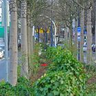 Großstadtdschungel - City Jungle - mitten in Dortmund, Königwall