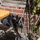 Großstadtkatze geht ins Café, Amsterdam