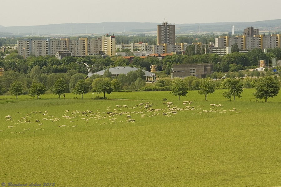 Großstadtschafe