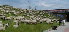 groß.stadt.schafe . .