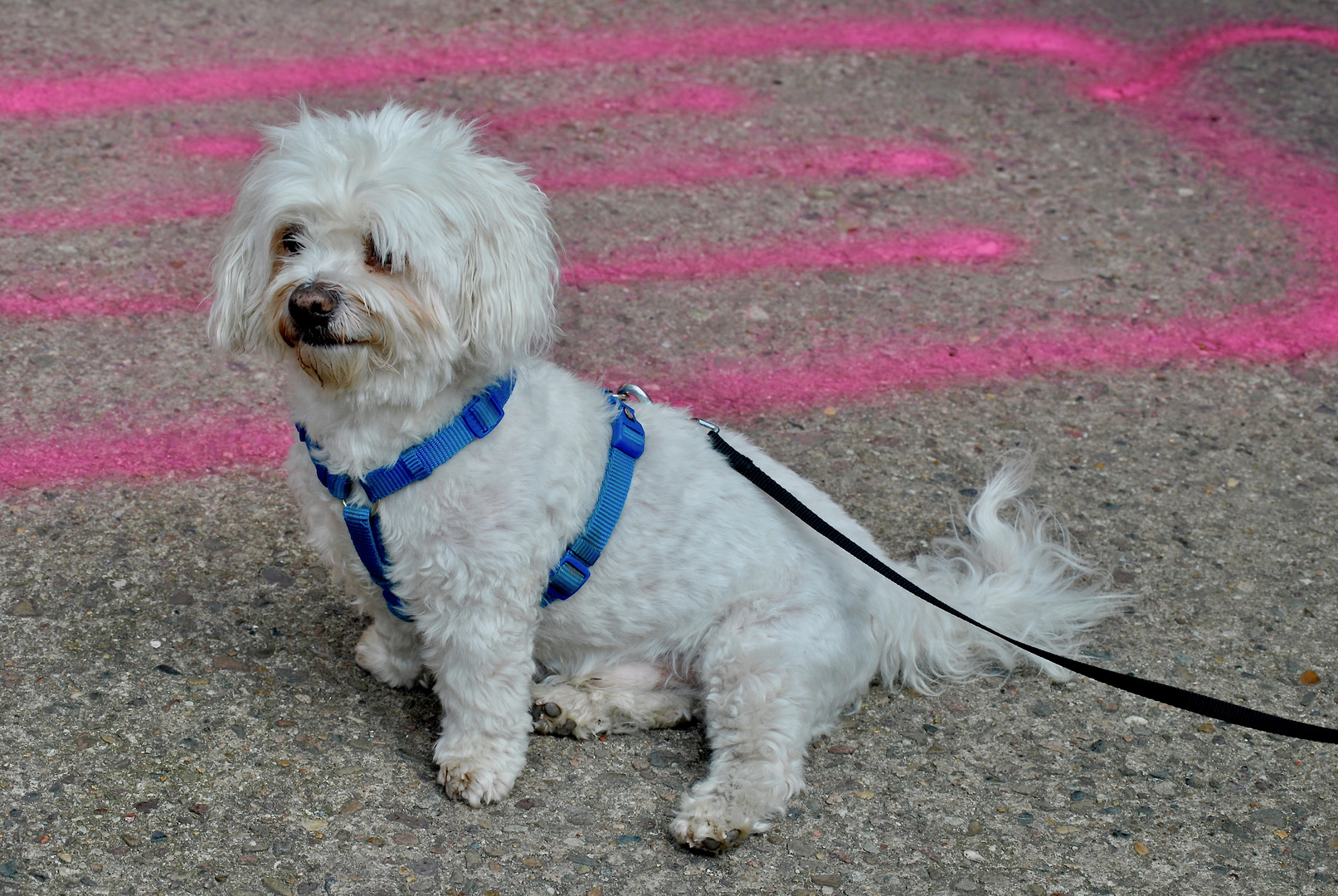 GroßStadtTiere: weisser Hund vor pinkgestreiftem Hintergrund