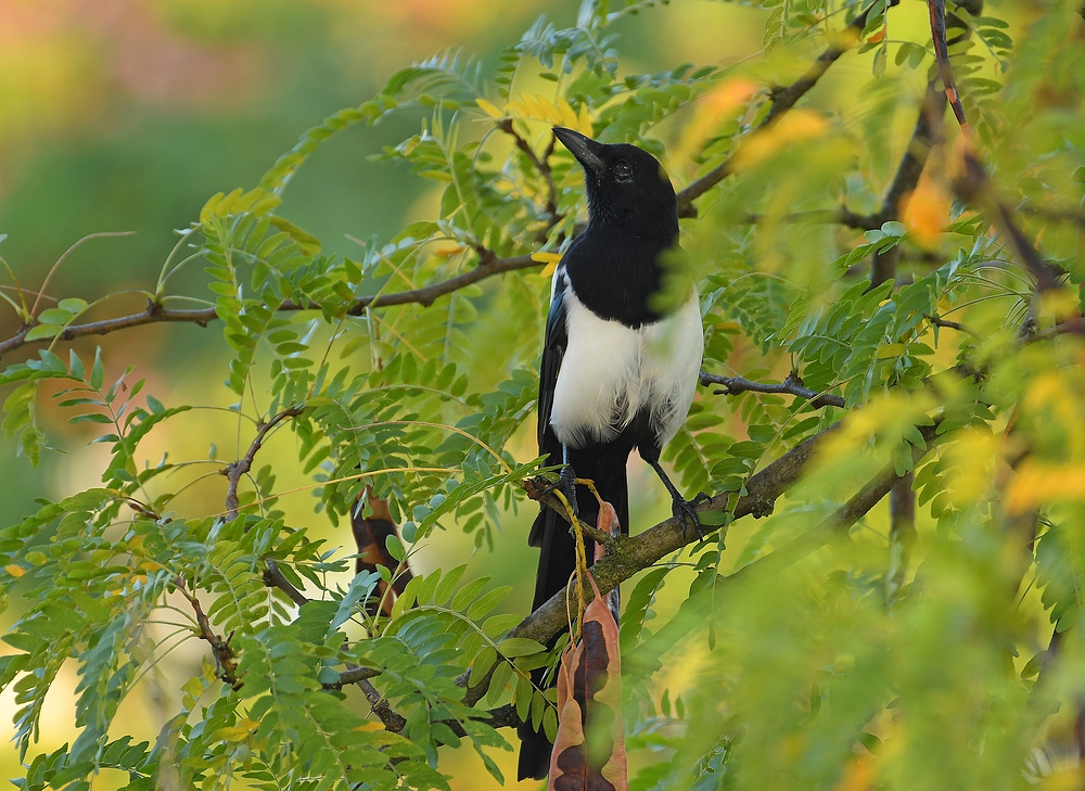 Großstadtvogel oder "Heute morgen ganz früh beim Lüften"