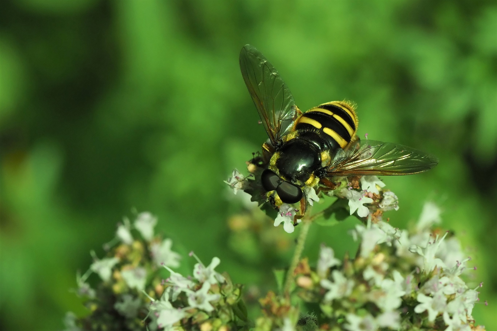 Großstirn-Schwebfliege