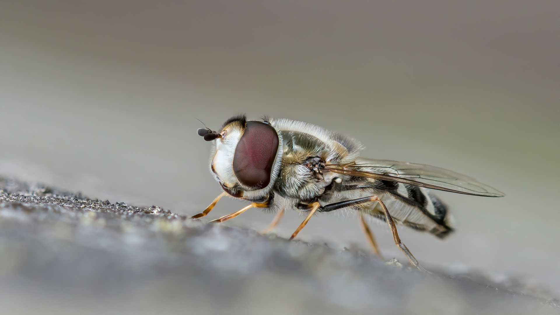 Großstirnschwebfliege 