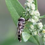 Großstirnschwebfliege