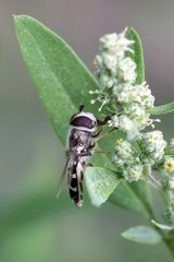 Großstirnschwebfliege