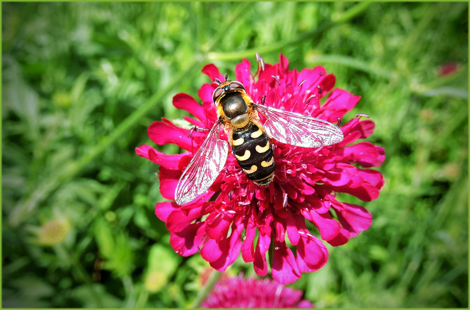 Großstirnschwebfliege