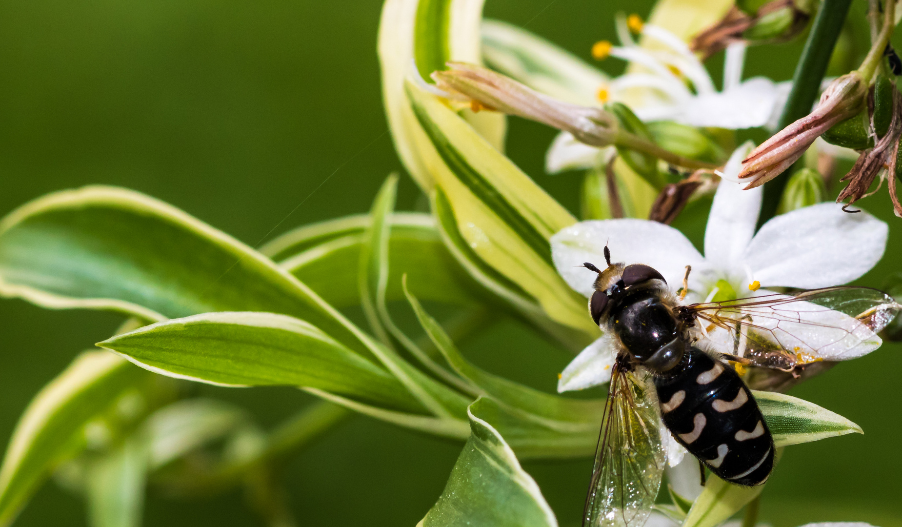 Großstirnschwebfliege auf Blüte