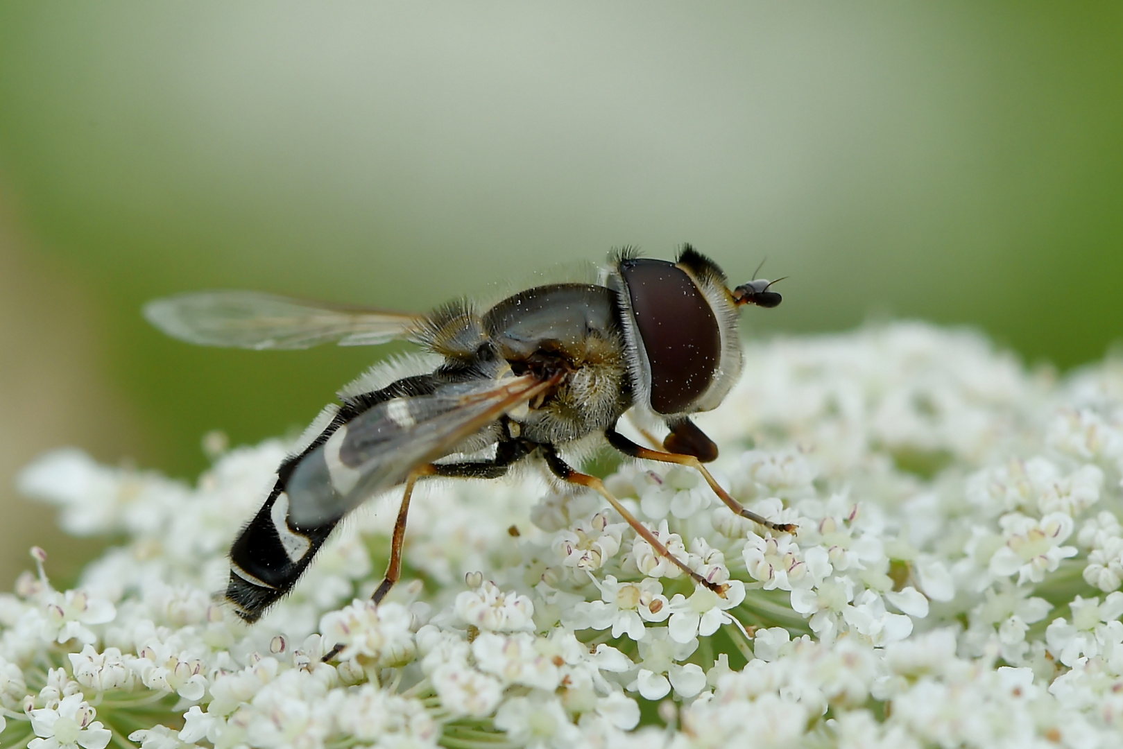 Großstirnschwebfliege